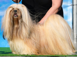 C.I.B. kokomo SPARKLE, Lhasa Apso