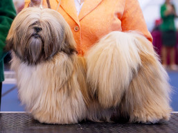 YOGESH YUGAVÍRA Ivepet, Lhasa Apso