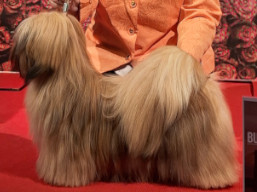 YOGESH YUGAVÍRA Ivepet, Lhasa Apso