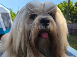 JCH. VINCENT CASSEL Ivepet, Lhasa Apso