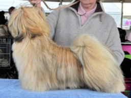 JCH. YOGESH YUGAVÍRA Ivepet, Lhasa Apso