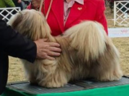 JCH. YOGESH YUGAVÍRA Ivepet, Lhasa Apso