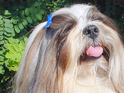 https://www.lhasaapso-ivepet.sk/preview/img_92.jpg