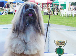https://www.lhasaapso-ivepet.sk/preview/img_93.jpg