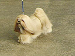 https://www.lhasaapso-ivepet.sk/preview/img_94.jpg