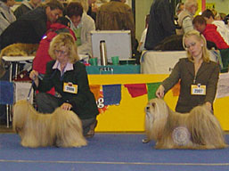 https://www.lhasaapso-ivepet.sk/preview/img_97.jpg