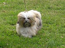 https://www.lhasaapso-ivepet.sk/preview/img_98.jpg
