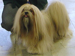 https://www.lhasaapso-ivepet.sk/preview/img_99.jpg